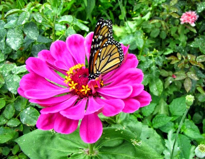 what kind of flowers are butterflies attracted to what kind of flowers are butterflies attracted to